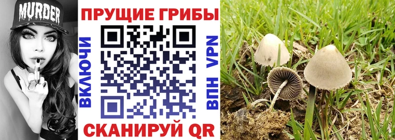 как найти закладки Всеволожск Псилоцибиновые грибы мицелий